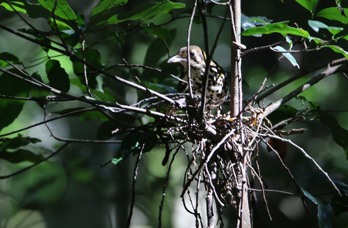 Spotted Ground-Thrush - ML652028841