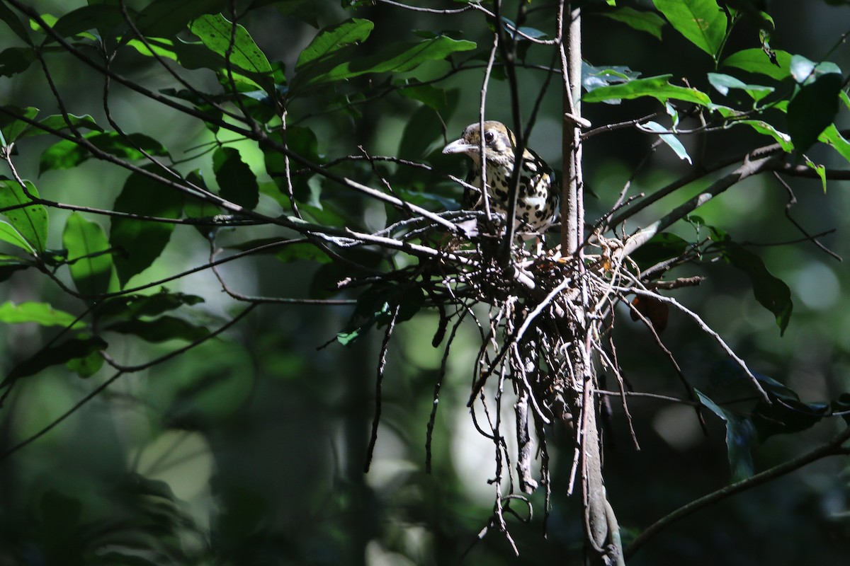 Spotted Ground-Thrush - ML652028843
