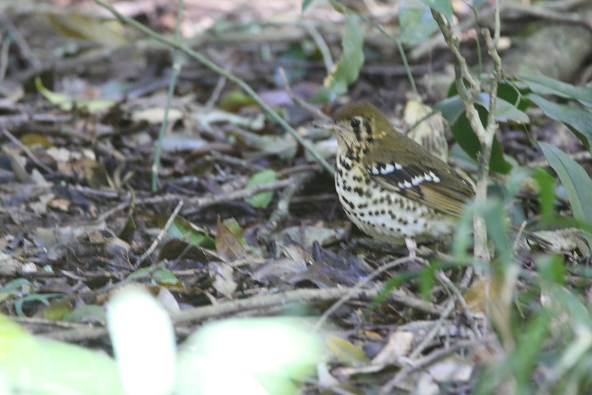 Spotted Ground-Thrush - ML652028844