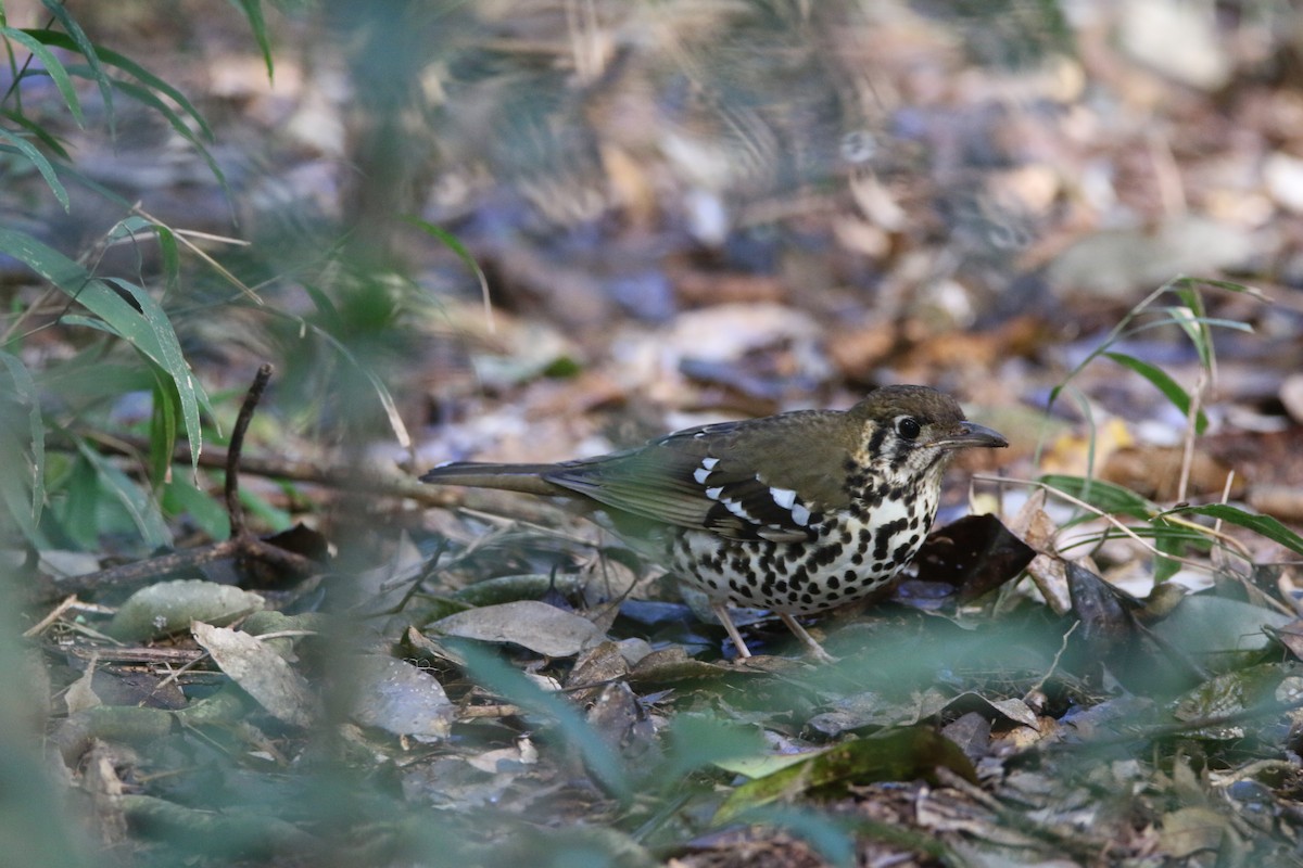 Spotted Ground-Thrush - ML652028845