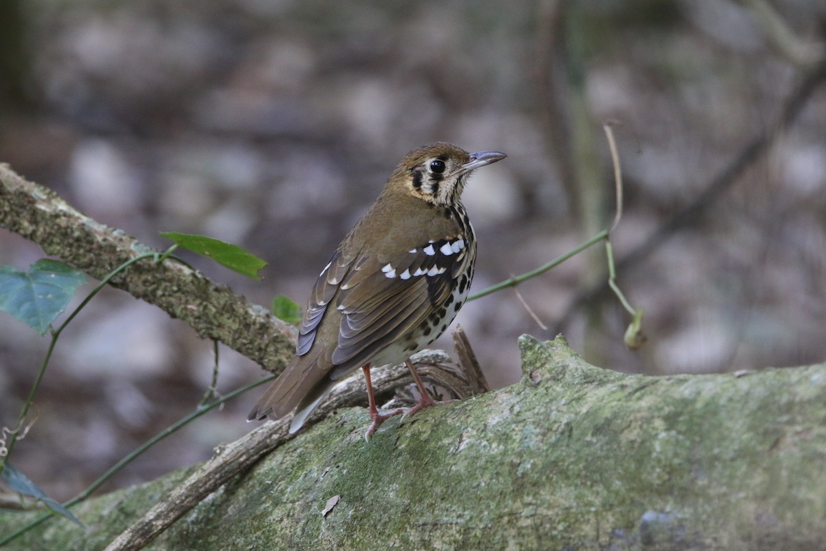 Spotted Ground-Thrush - ML652028846