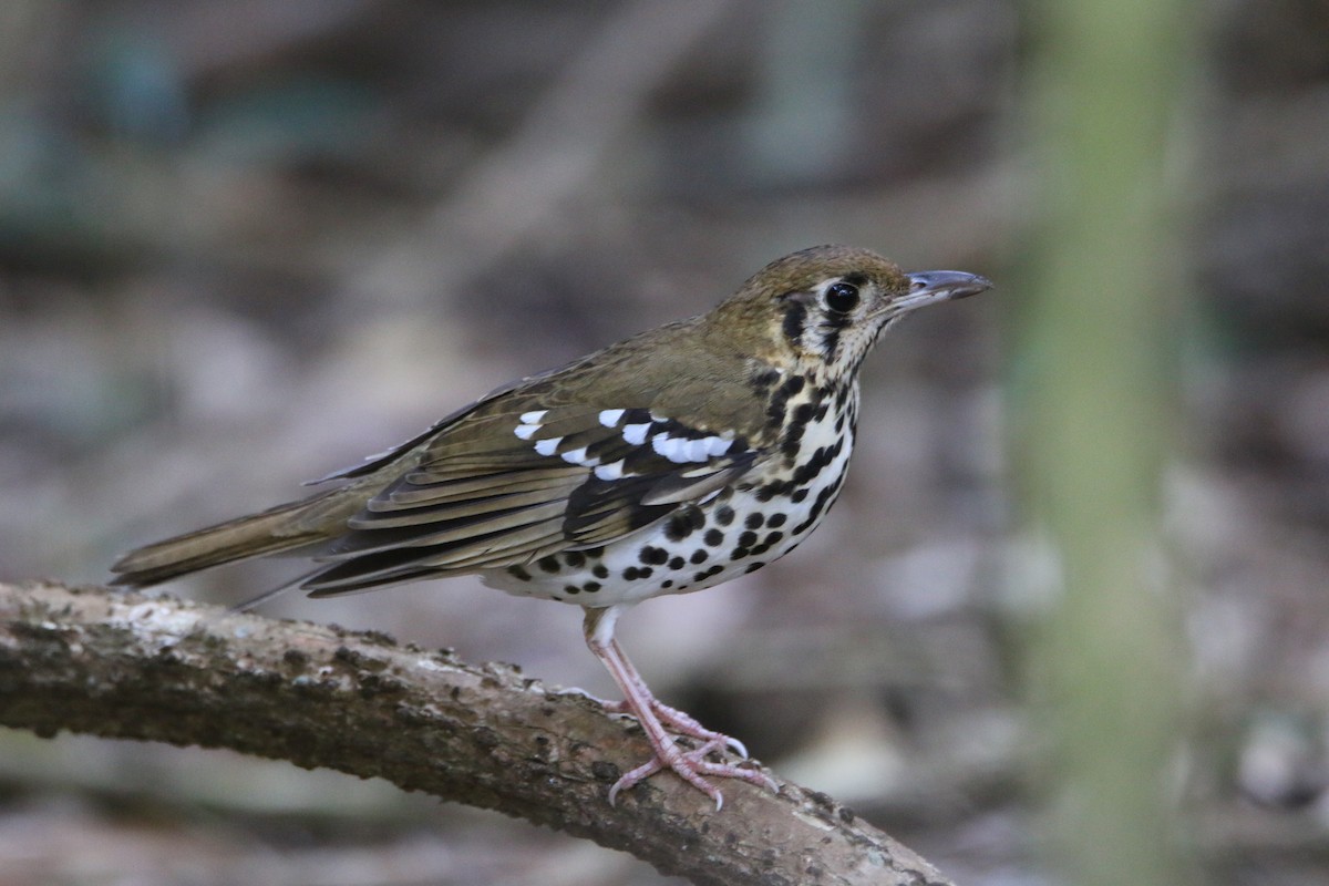 Spotted Ground-Thrush - ML652028847