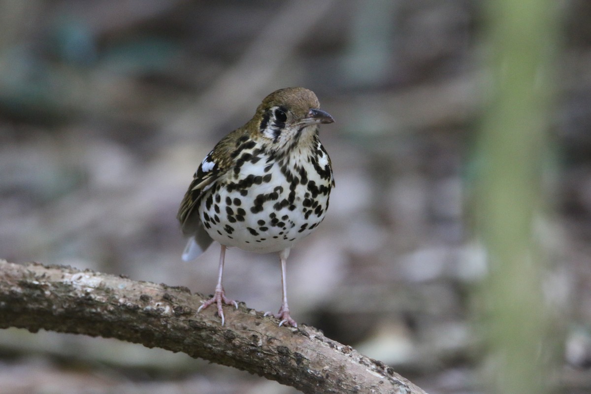 Spotted Ground-Thrush - ML652028848