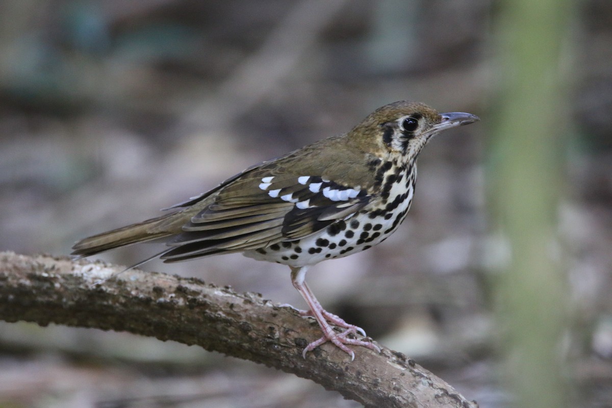 Spotted Ground-Thrush - ML652028850