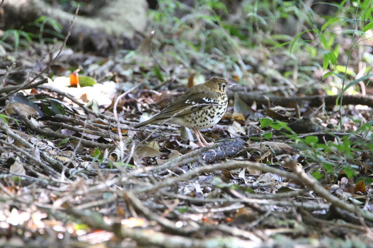 Spotted Ground-Thrush - ML652028851