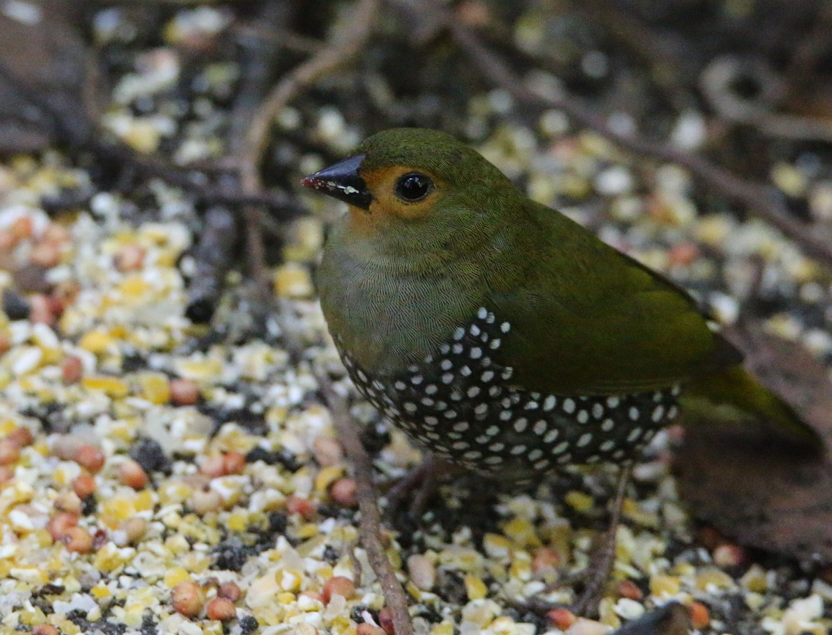 Green-backed Twinspot - ML652028856