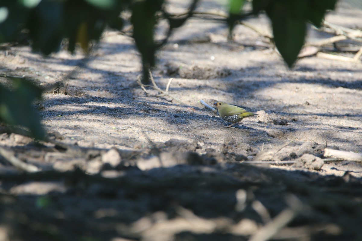 Green-backed Twinspot - ML652028857