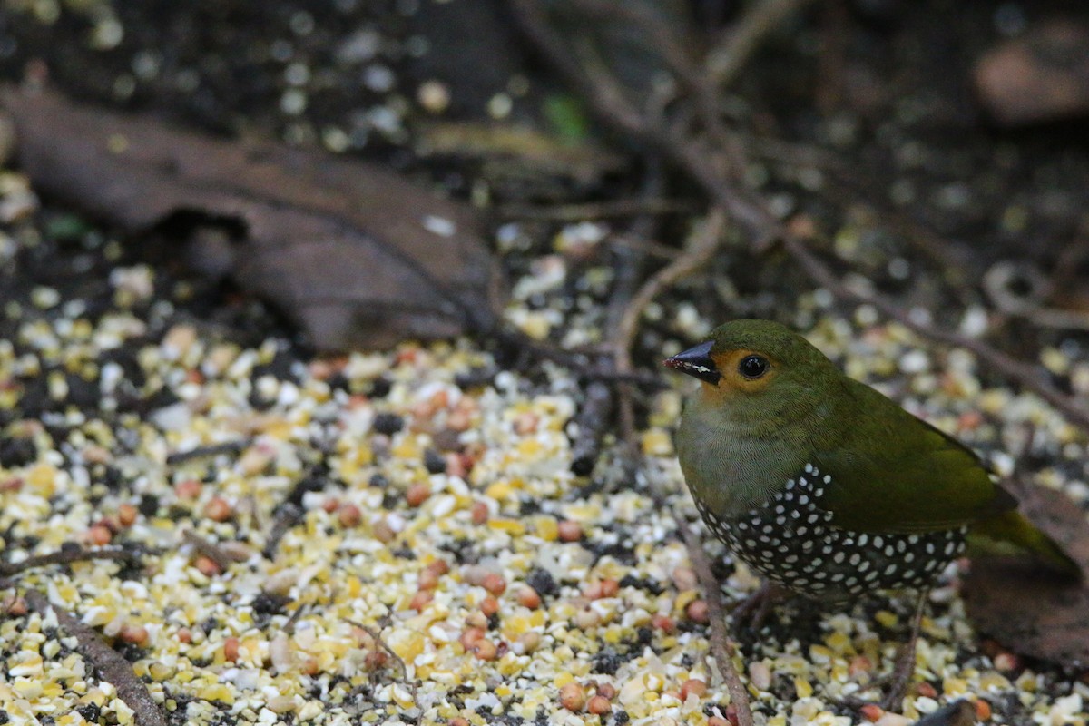Green-backed Twinspot - ML652028858