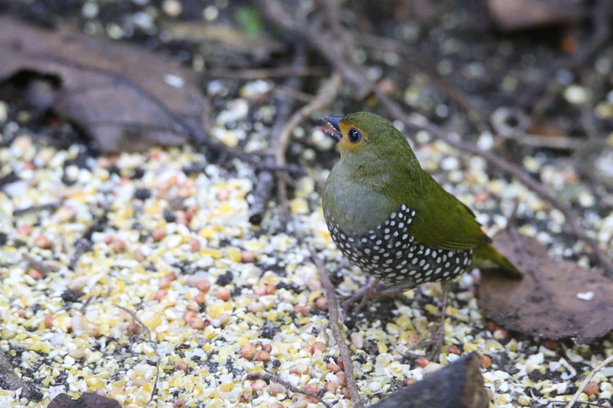 Green-backed Twinspot - ML652028859