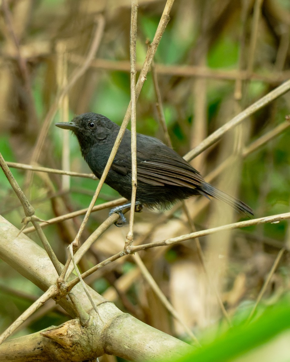 Riparian Antbird - ML652028860