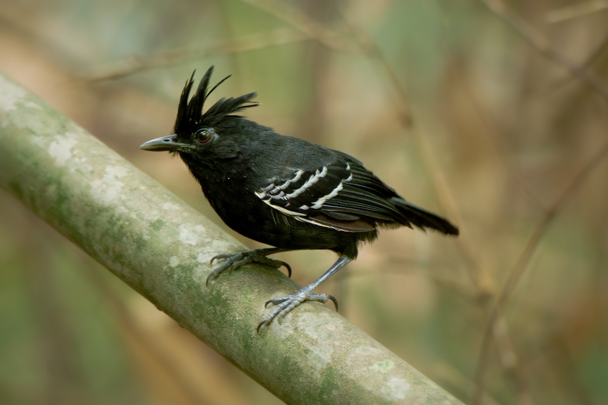 White-lined Antbird - ML652028867