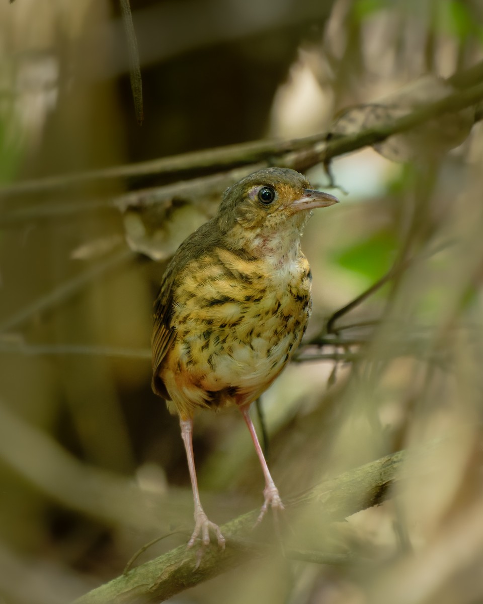 Amazonian Antpitta - ML652028936