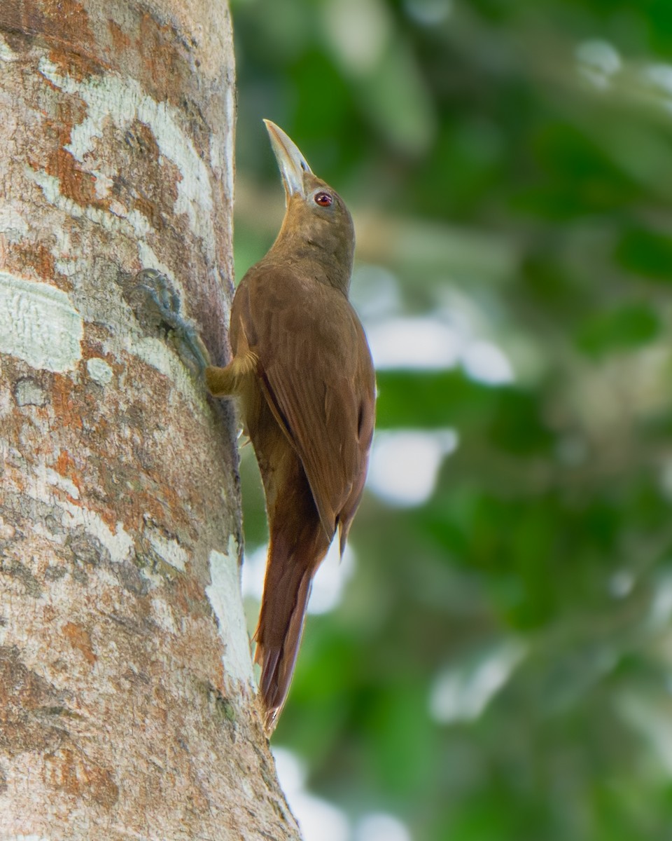 Cinnamon-throated Woodcreeper - ML652028978