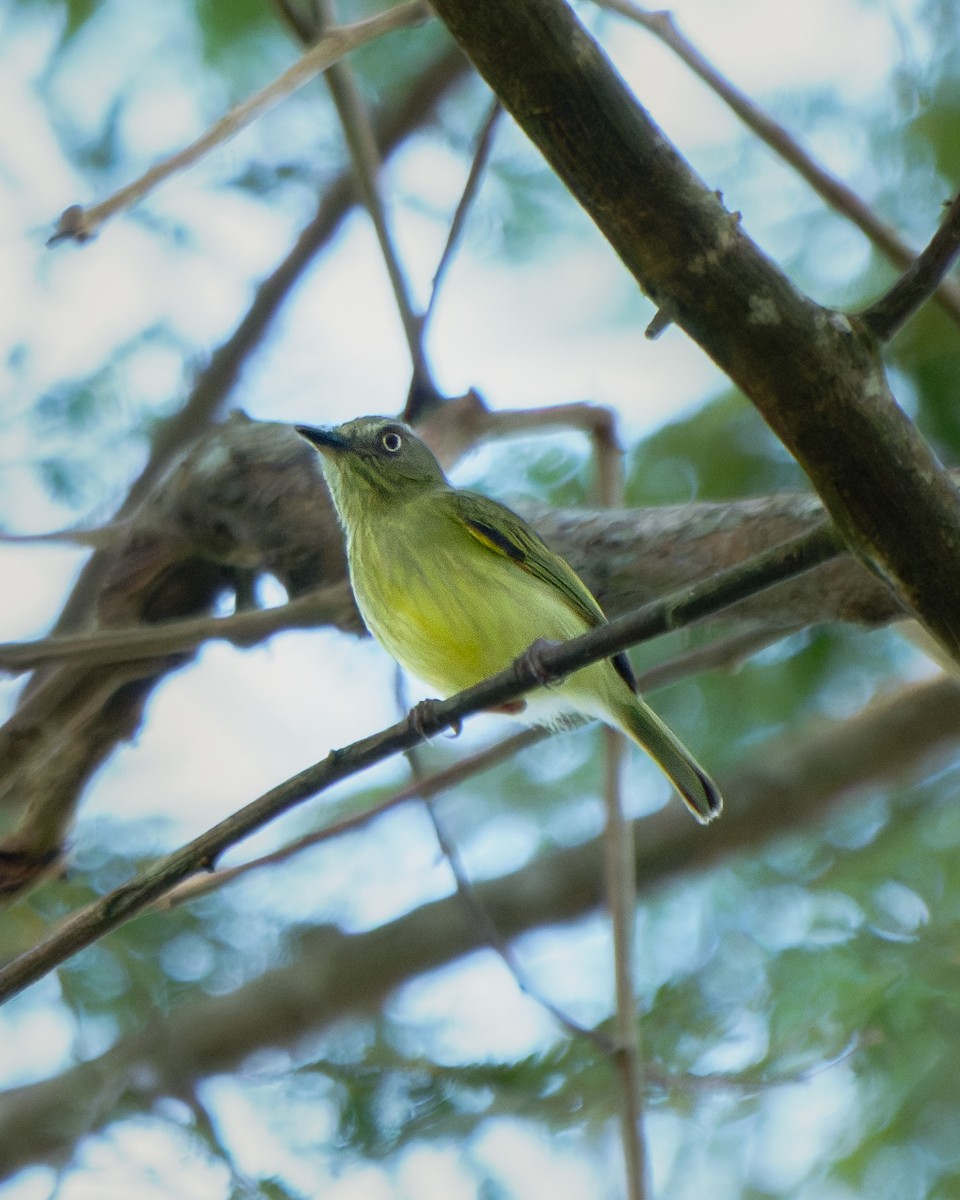 Johannes's Tody-Tyrant - ML652029015