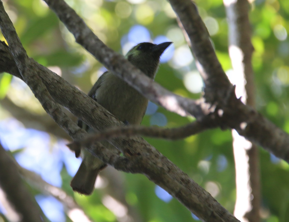 Barbudo Oliváceo - ML652029024