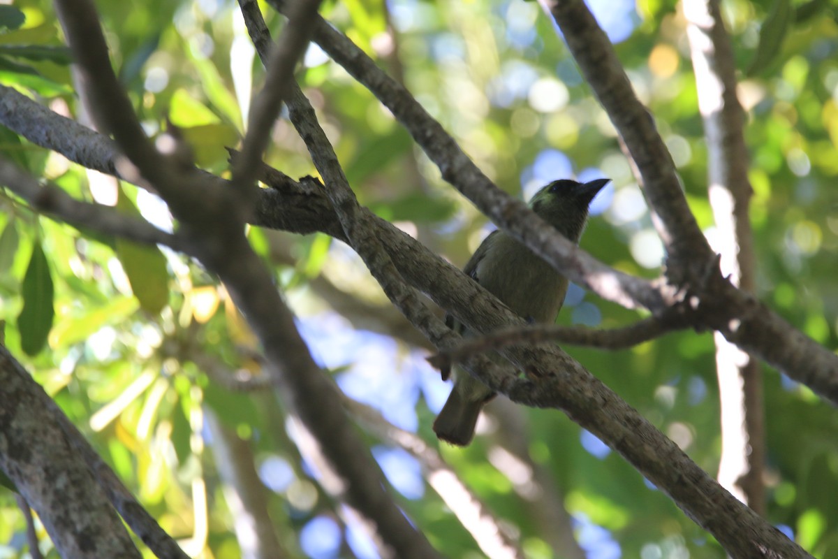 Barbudo Oliváceo - ML652029025