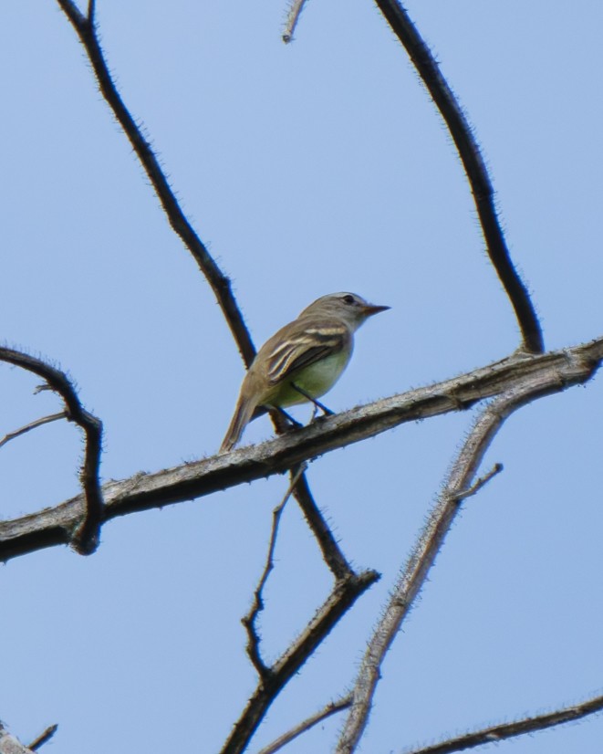 Mouse-colored Tyrannulet - ML652029032