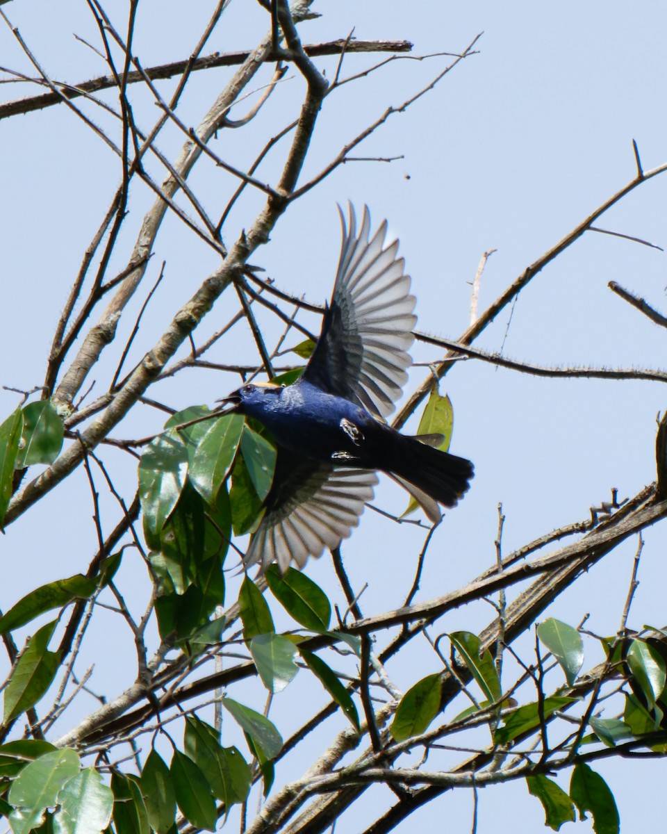 Opal-crowned Tanager - ML652029081