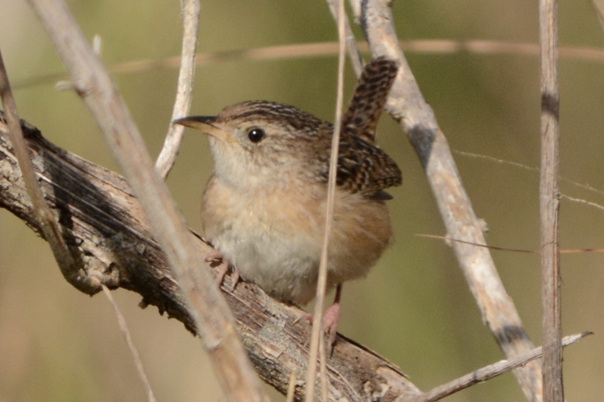 Cucarachero Culibarrado - ML652029135