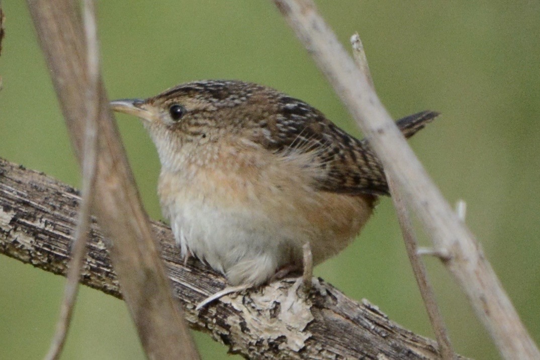 Cucarachero Culibarrado - ML652029136