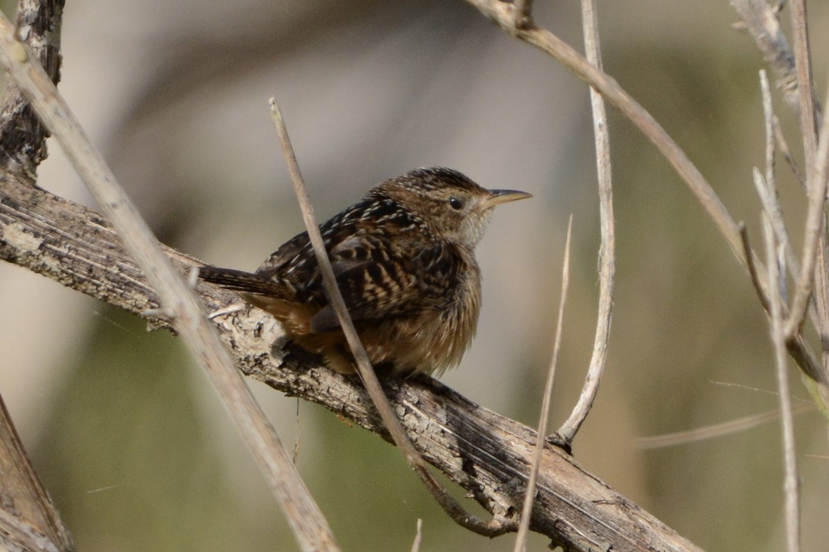 Cucarachero Culibarrado - ML652029137