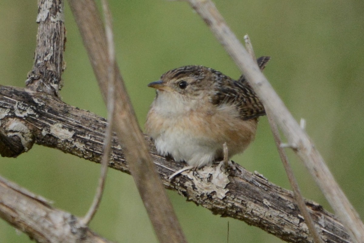 Cucarachero Culibarrado - ML652029138