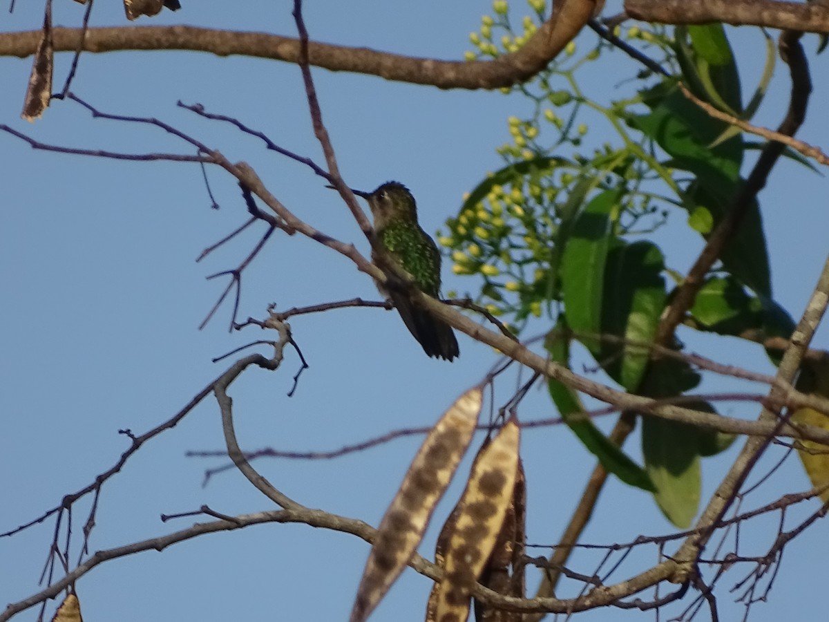 mexicosabelvinge - ML652029229