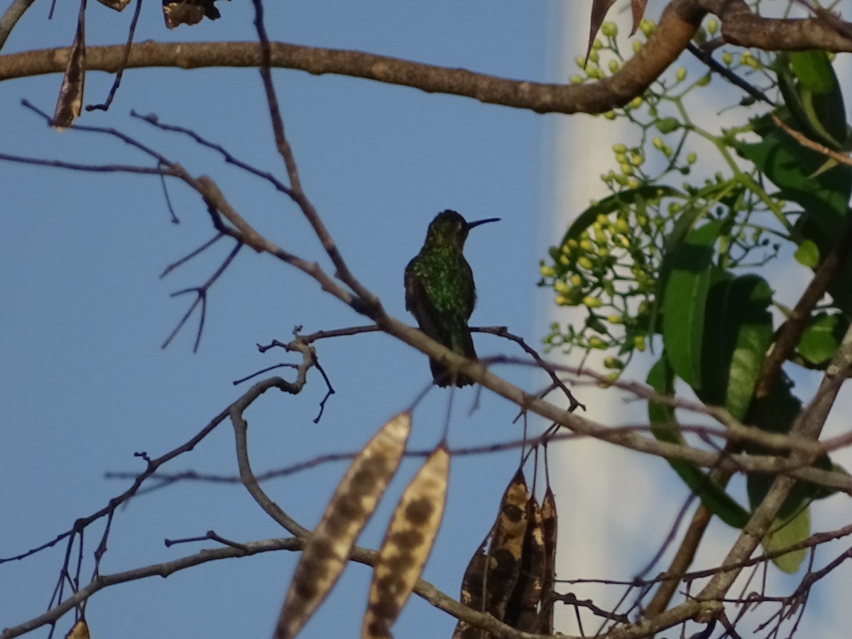 mexicosabelvinge - ML652029249