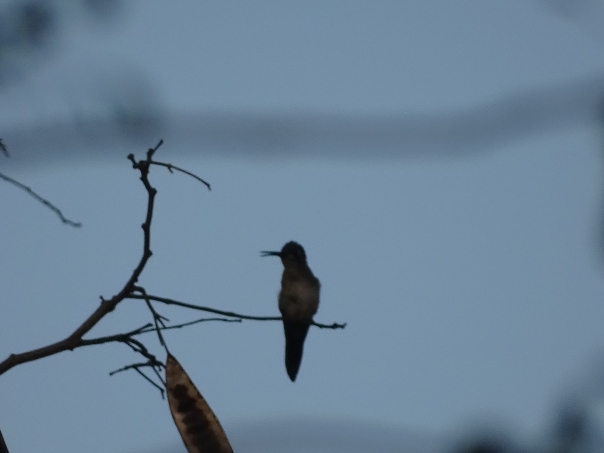 mexicosabelvinge - ML652029267