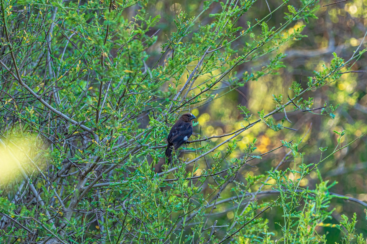 Grosbeak Weaver - ML652029285