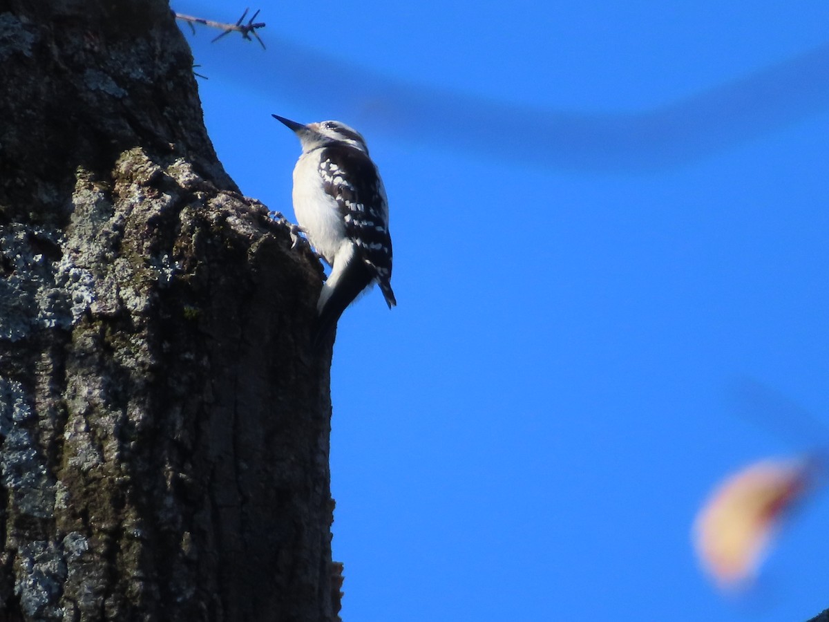 Hairy Woodpecker - ML652029446