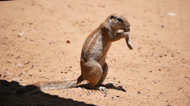 South African Ground Squirrel - ML652029583