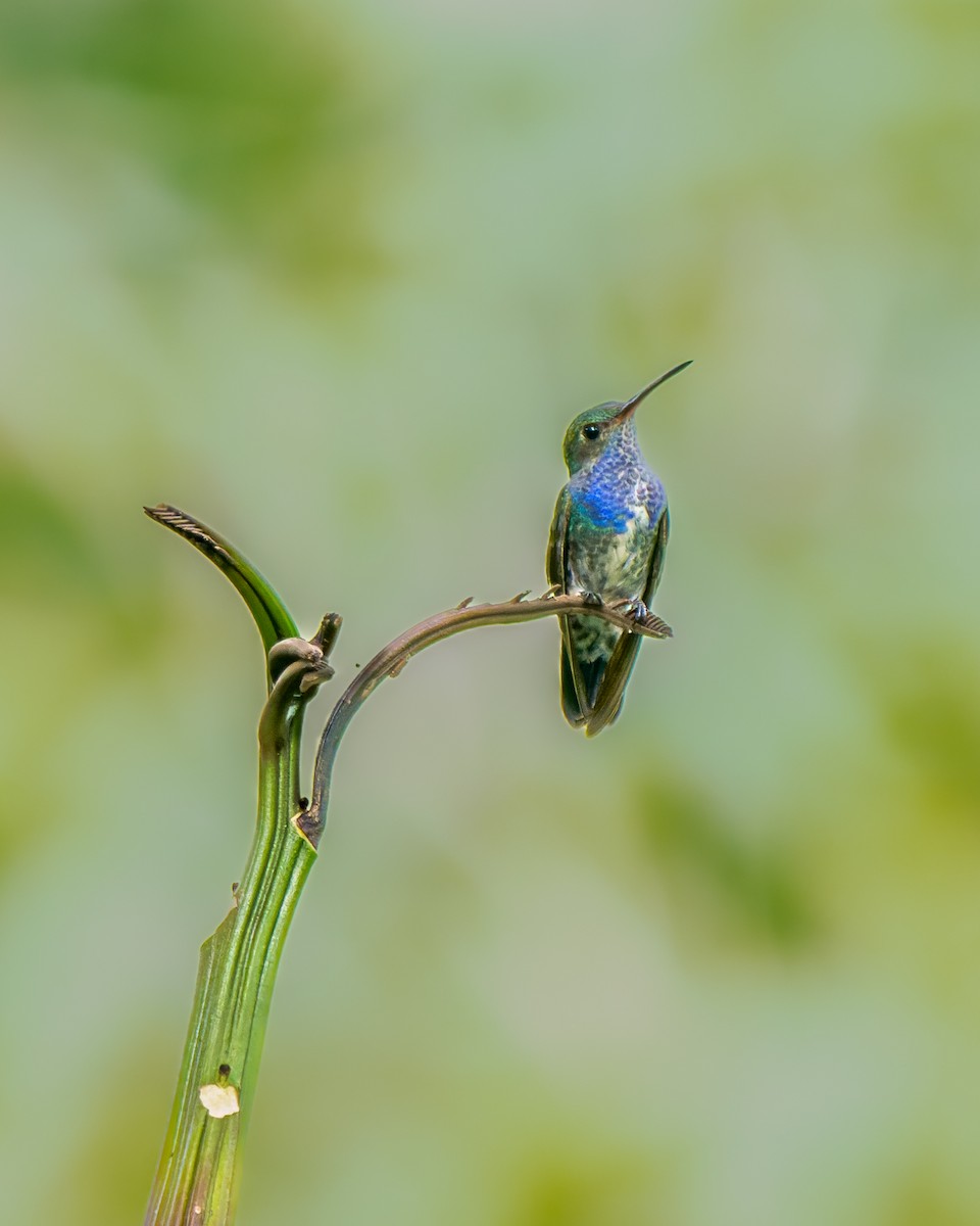 Sapphire-spangled Emerald - ML652029590