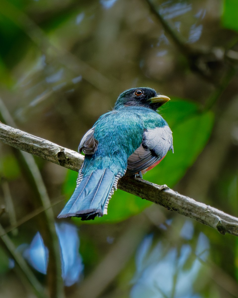 Collared Trogon - ML652029609