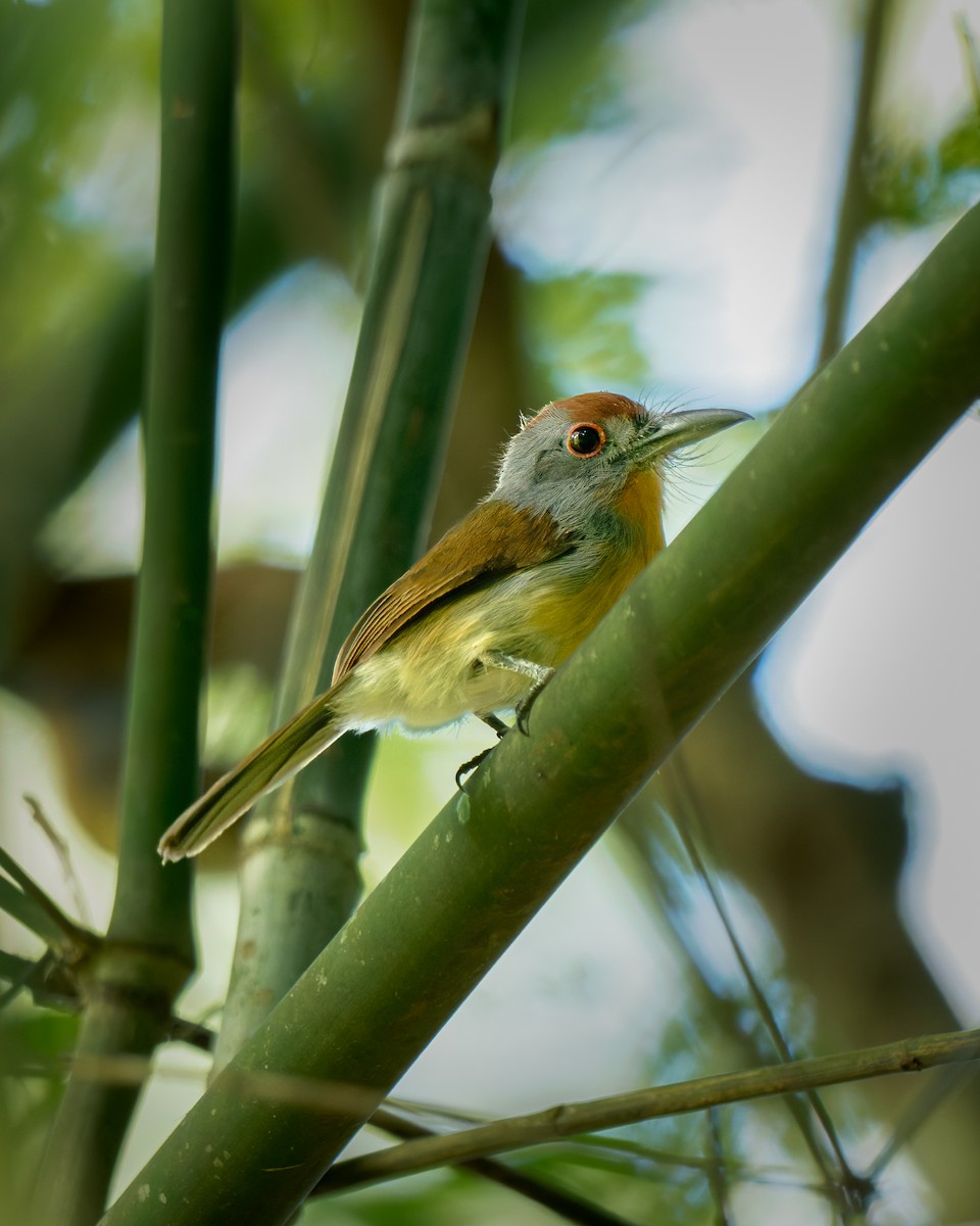 Rufous-capped Nunlet - ML652029621