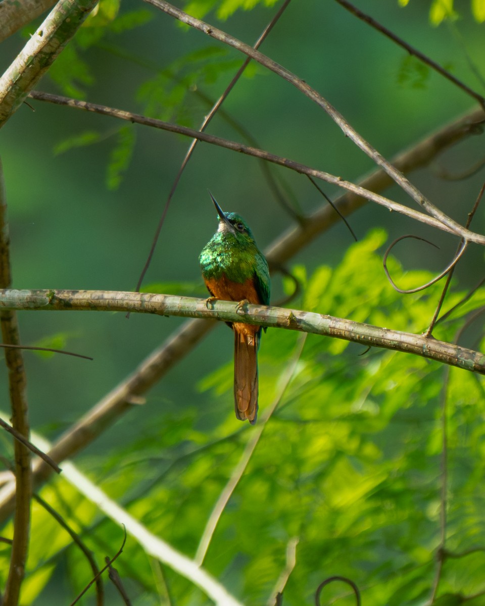 Bluish-fronted Jacamar - ML652029639