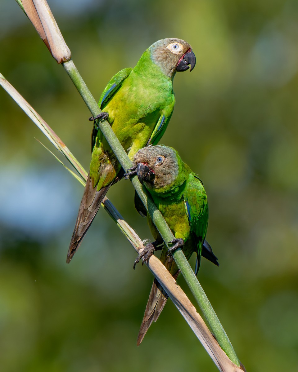 Dusky-headed Parakeet - ML652029667