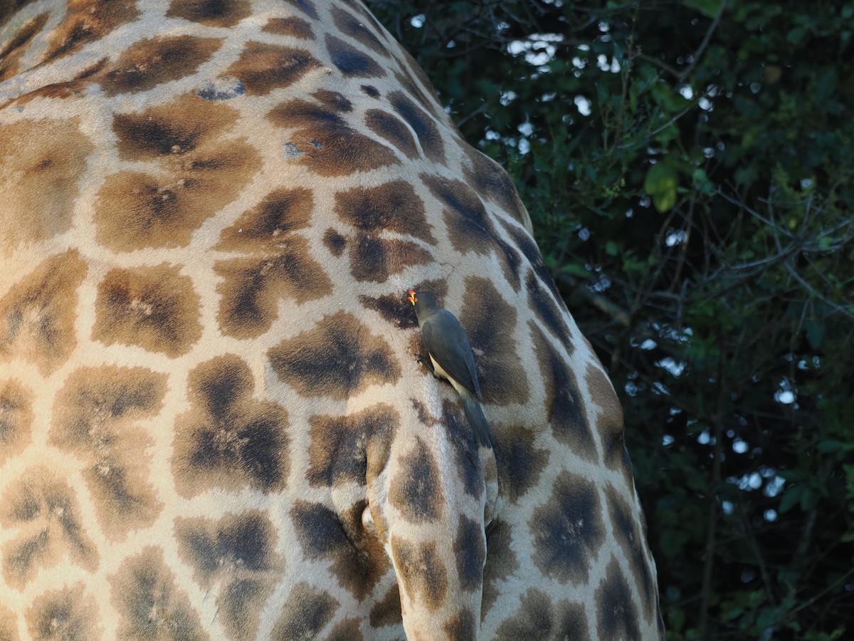 Ґедзеїд жовтодзьобий - ML652029700