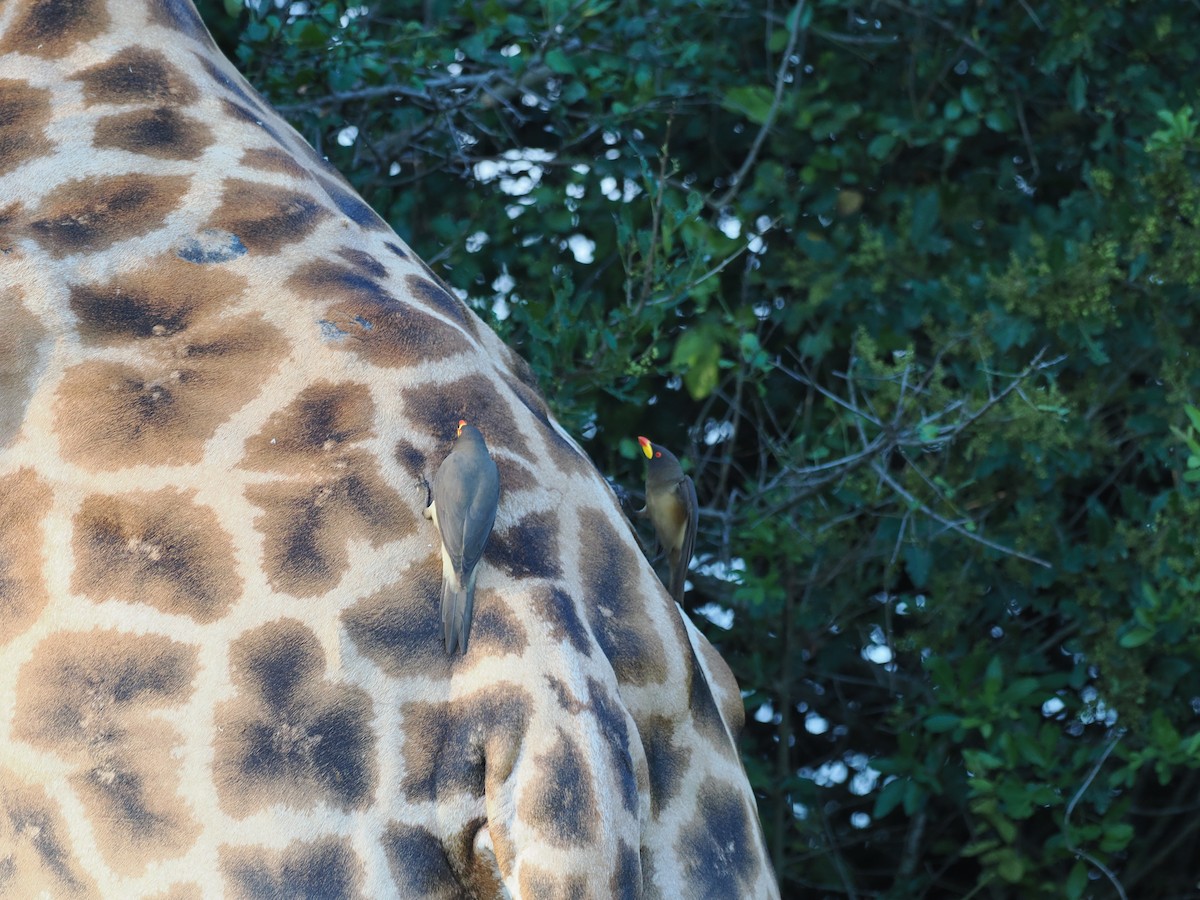 Ґедзеїд жовтодзьобий - ML652029701