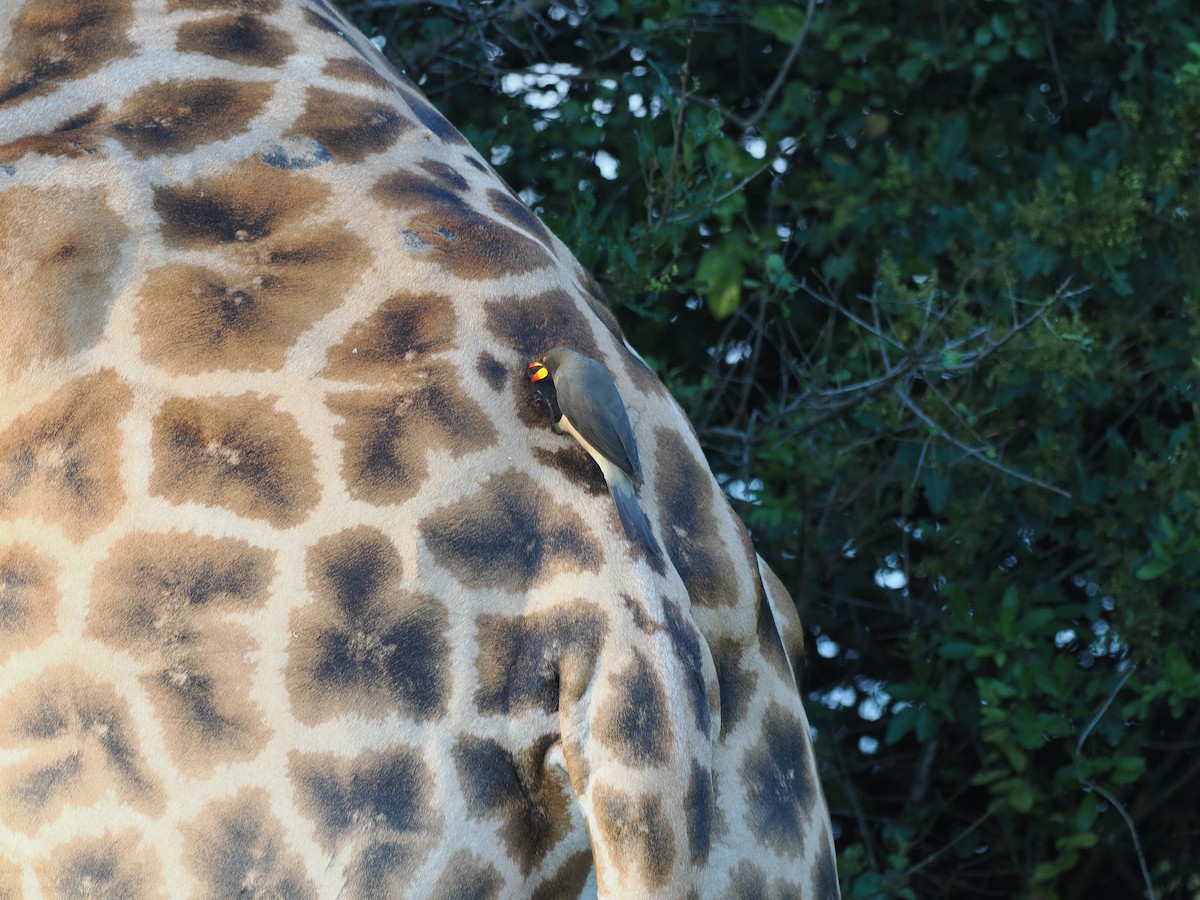 Ґедзеїд жовтодзьобий - ML652029702