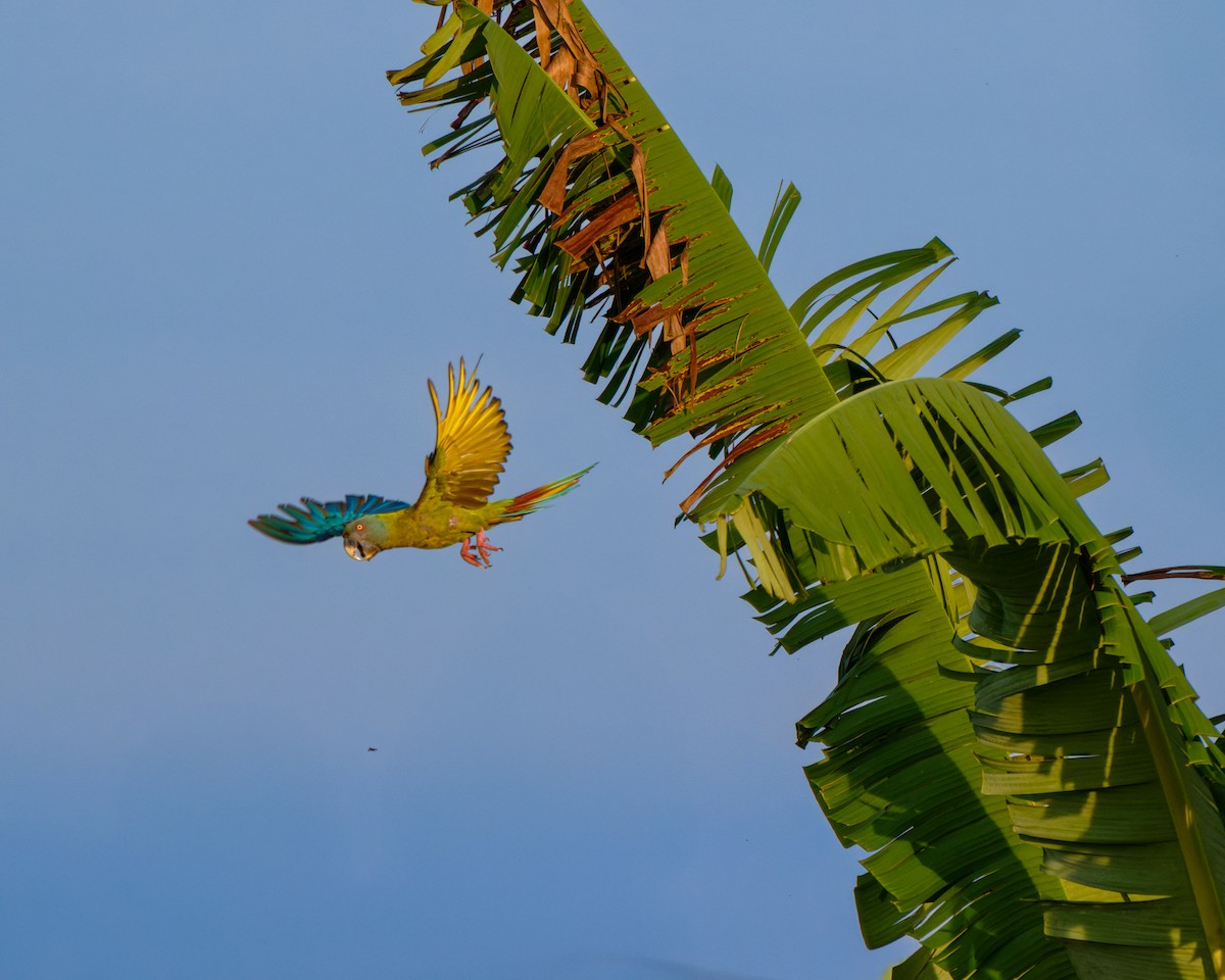 Blue-headed Macaw - ML652029707
