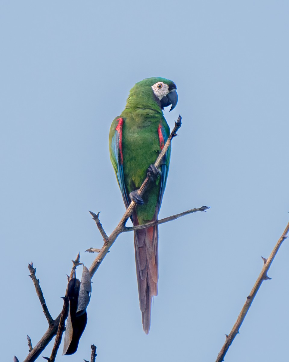 Chestnut-fronted Macaw - ML652029733