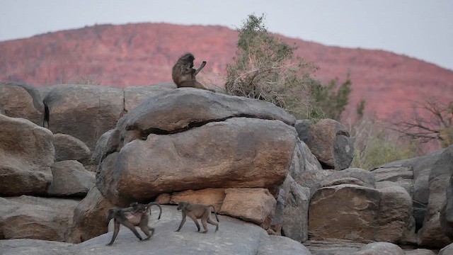 Chacma Baboon - ML652029741