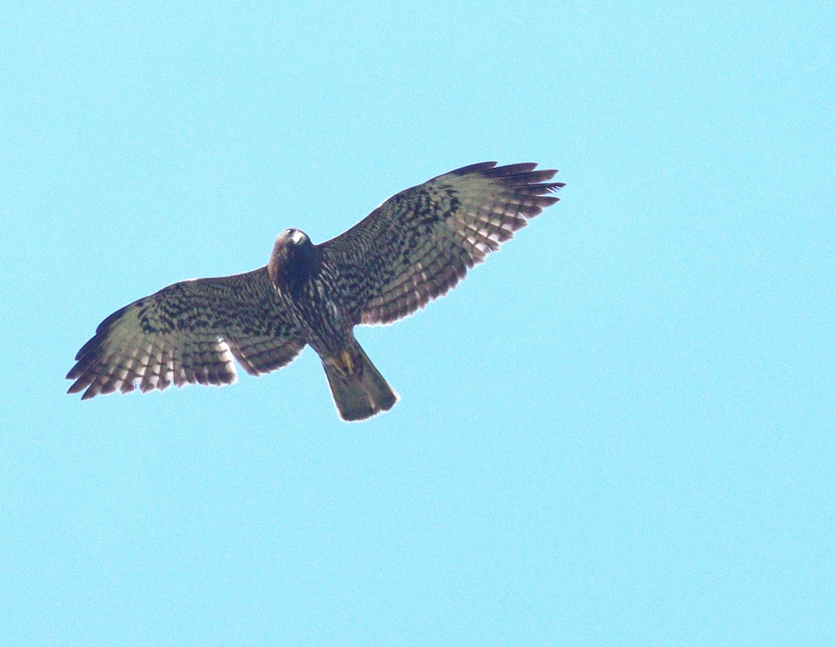 Short-tailed Hawk - ML652029761