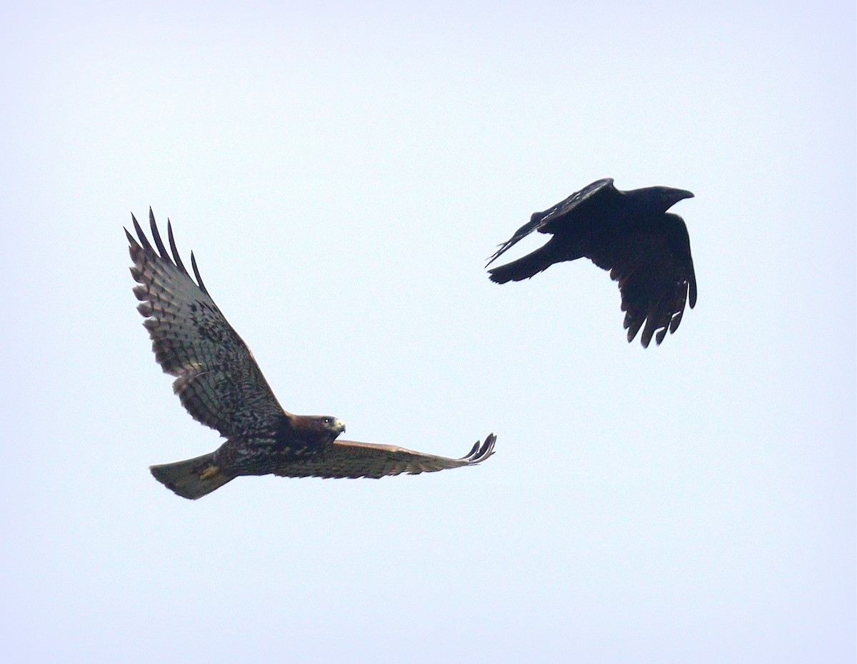 Short-tailed Hawk - ML652029786