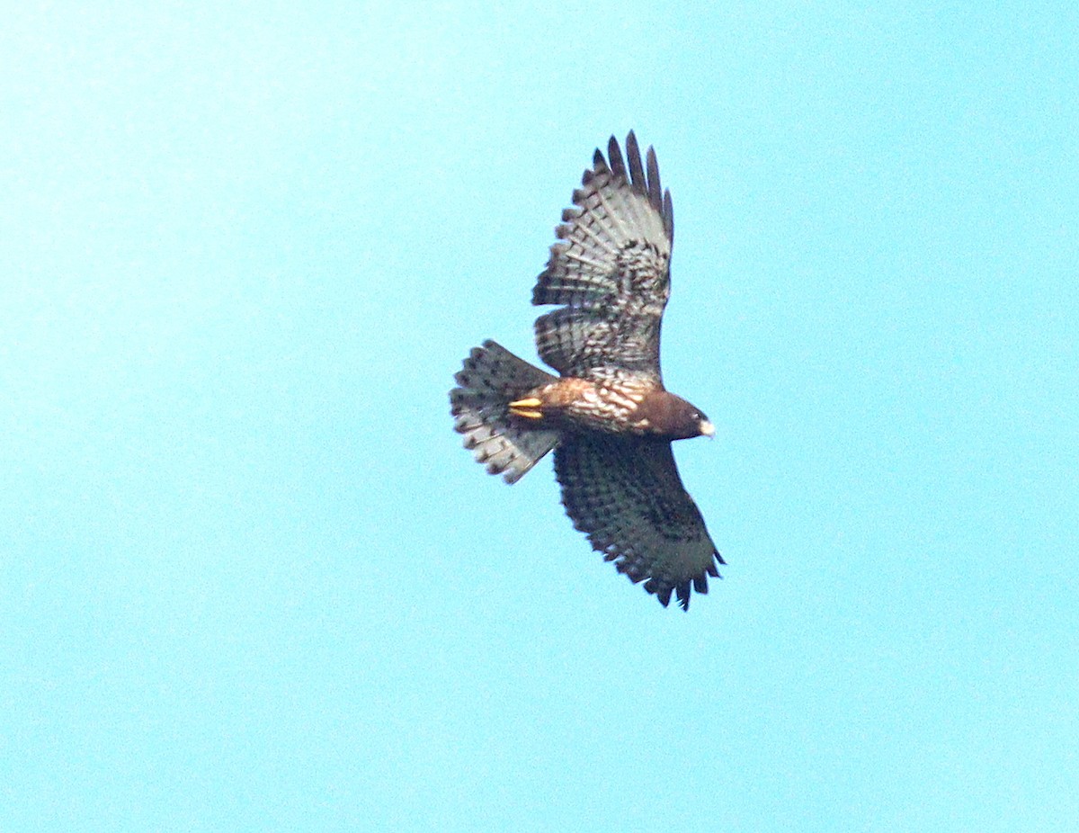 Short-tailed Hawk - ML652029796