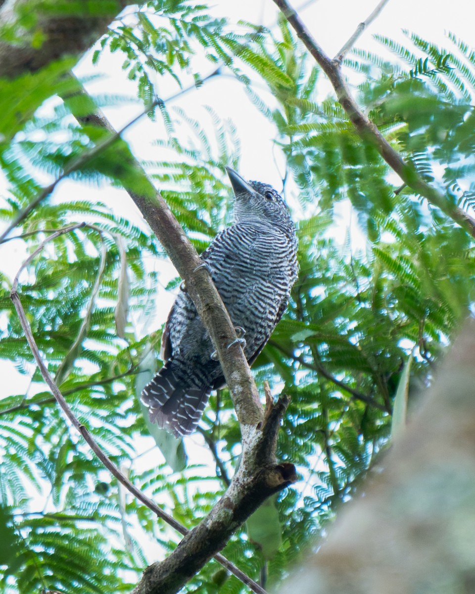 Bamboo Antshrike - ML652029823