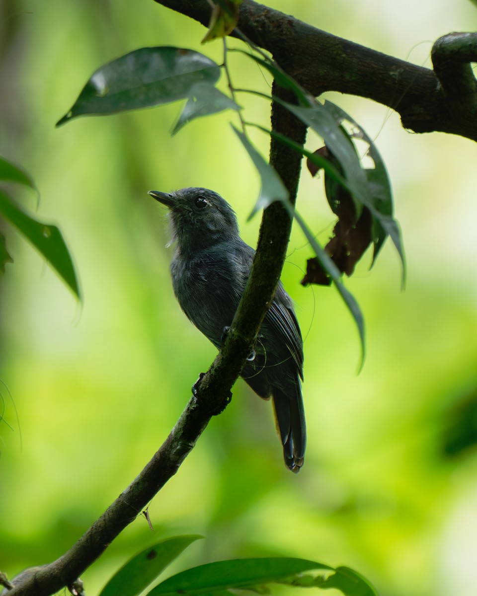 Bluish-slate Antshrike - ML652029844