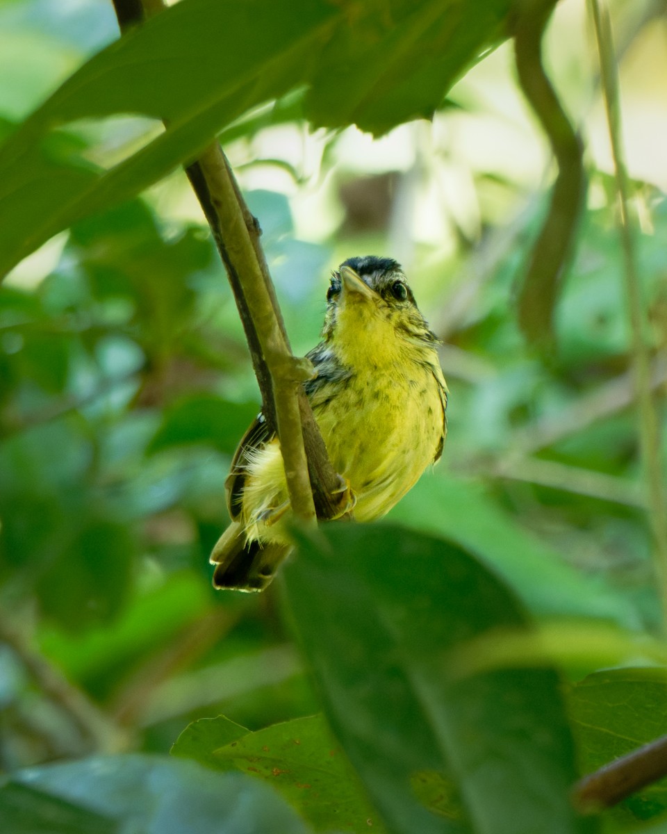 Yellow-breasted Warbling-Antbird - ML652029870