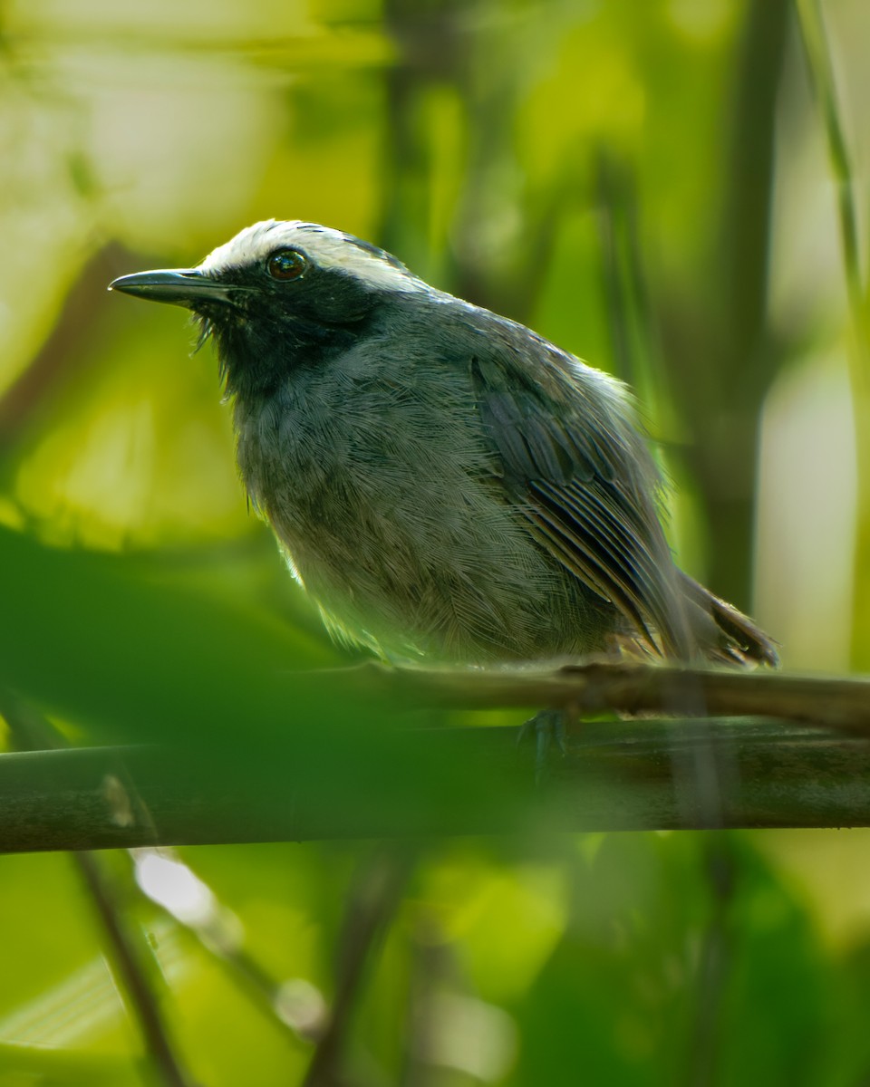White-browed Antbird - ML652029889